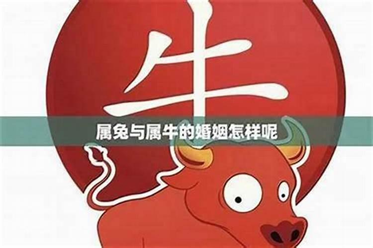 属牛跟属兔的八字合吗？