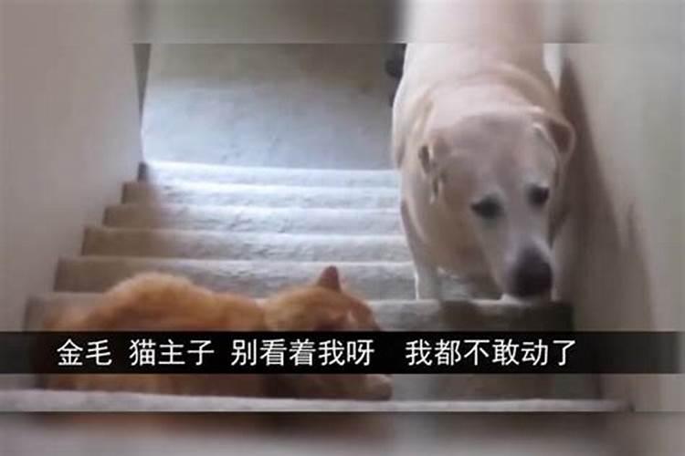 狗狗怎么会八字不合？
