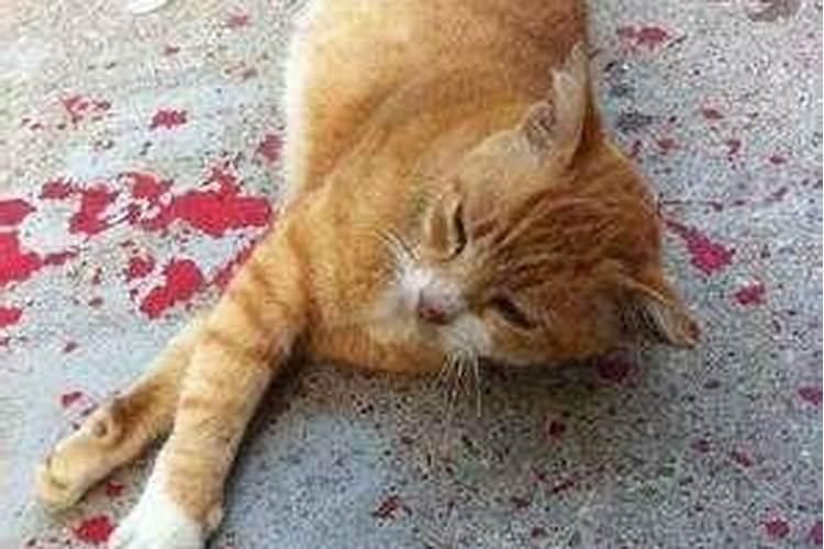 梦到自己的猫被别人伤害