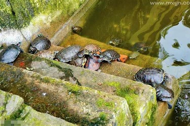 梦见好多乌龟在水里游来游去？
