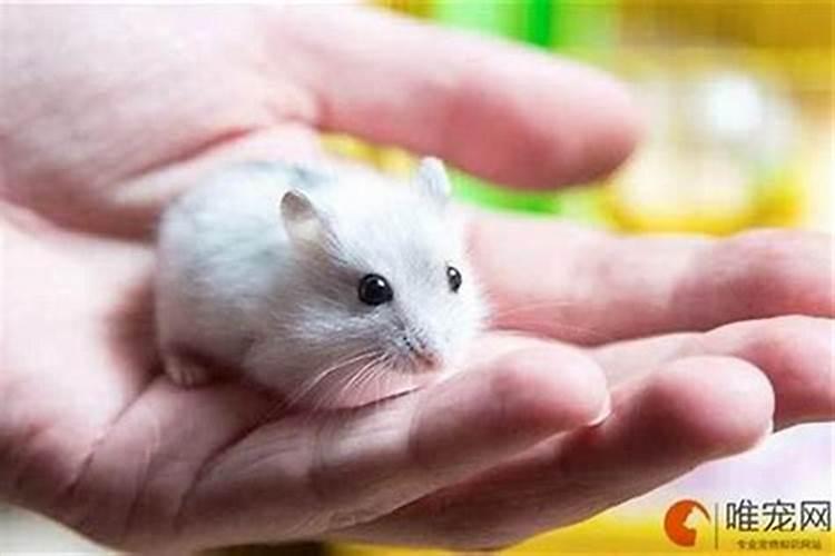 梦到老鼠咬我手是什么意思呢？