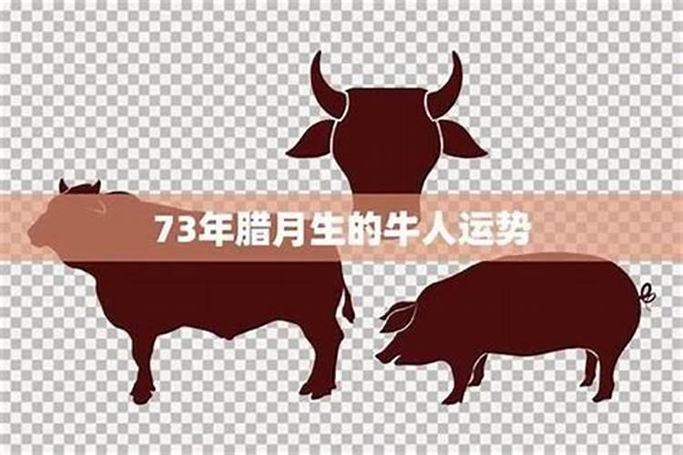 73年肖牛人2026年运程