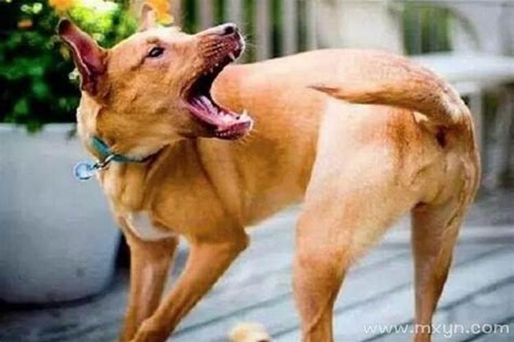 孕妇梦见狗咬自己是什么意思？