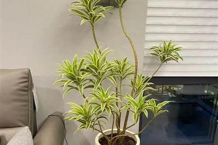 家里养的绿植和运势有关吗？