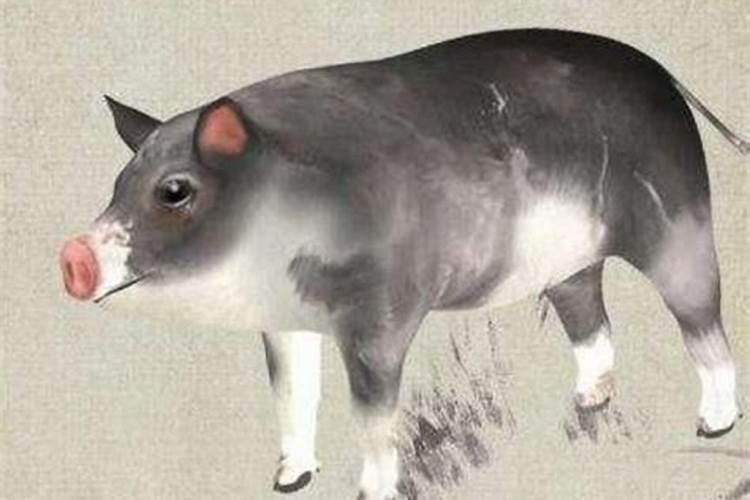 属猪人的婚姻大忌