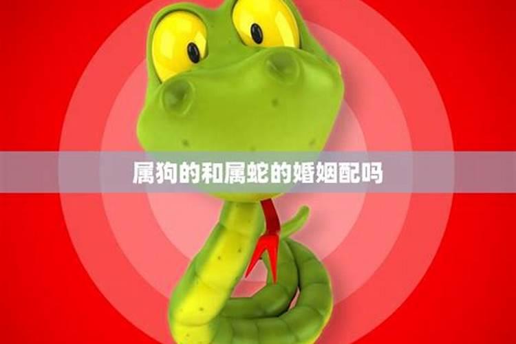 属狗和属蛇合婚吗？