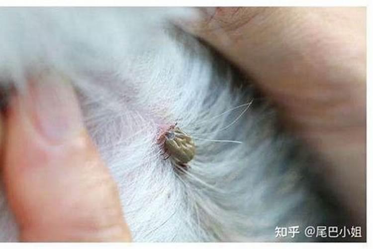 梦见狗身上抓几只金色的蜱虫？
