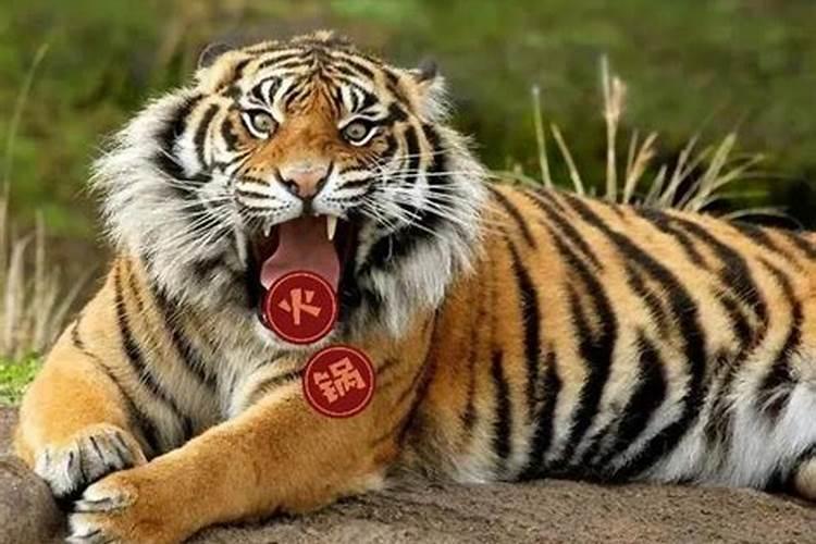 12岁属虎儿童本命年有什么讲究？