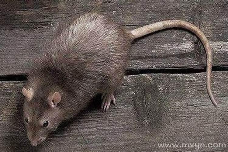 怀孕梦见老鼠是胎梦吗？