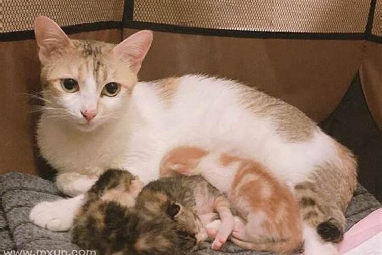 梦见猫生小猫是什么征兆？