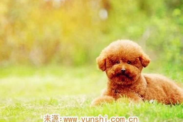 属狗七月初九出生运程好吗？