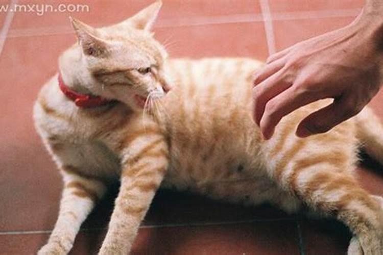 梦见猫把手抓出血了是什么意思？