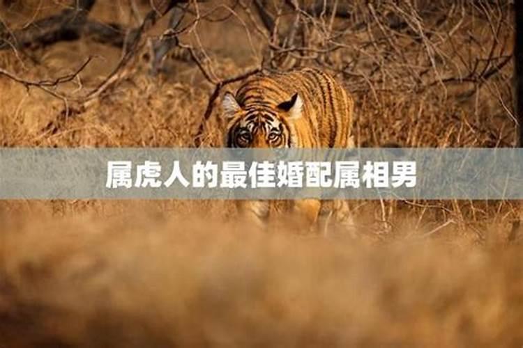 属虎最佳婚配属相是什么？