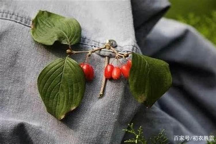 重阳节的茱萸往哪里插？