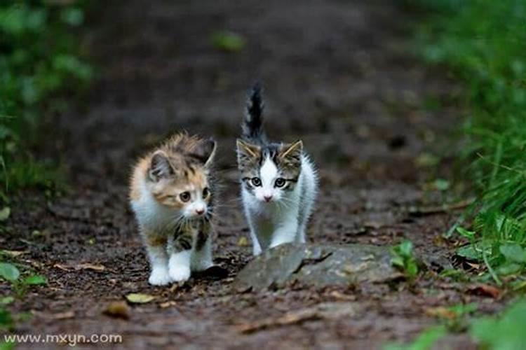 梦见把猫扔下楼是什么意思啊？