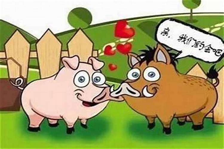 属猪女和属鸡男相配吗？