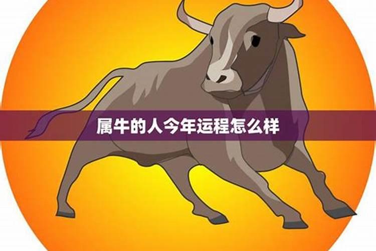 查属牛的人今年的运势