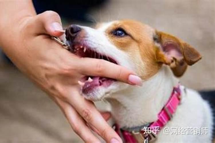 梦见狗咬我是什么意思没有出血？