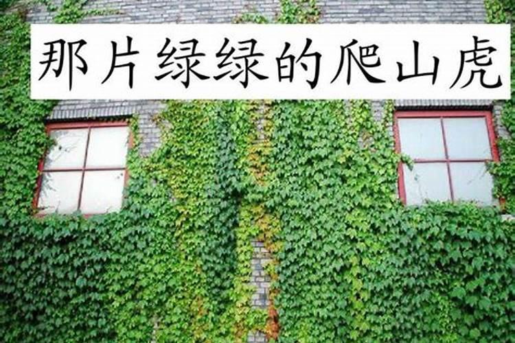 梦见爬山虎老往我身上爬啥意思？