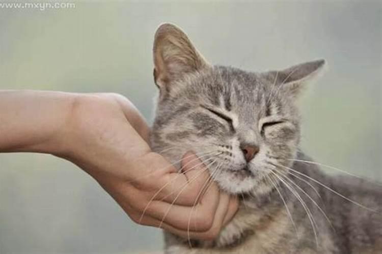 梦见家里养了很多猫？