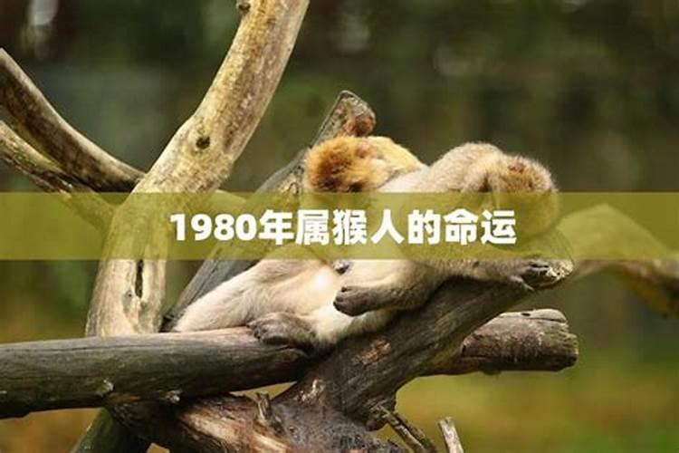 1980年属猴人一生运程