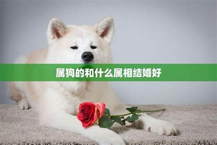 属狗的婚配什么属相才好？