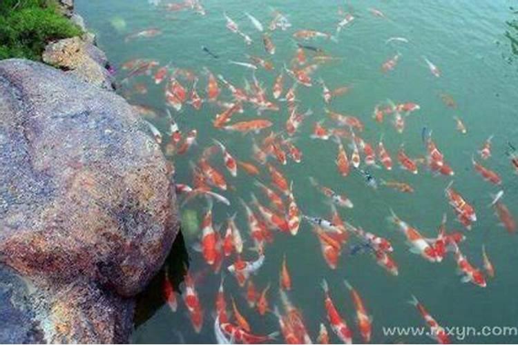 梦见沟里好多鱼什么意思？
