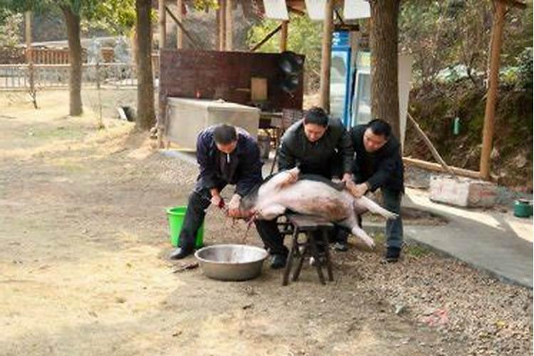 梦见杀猪见血是什么意思？