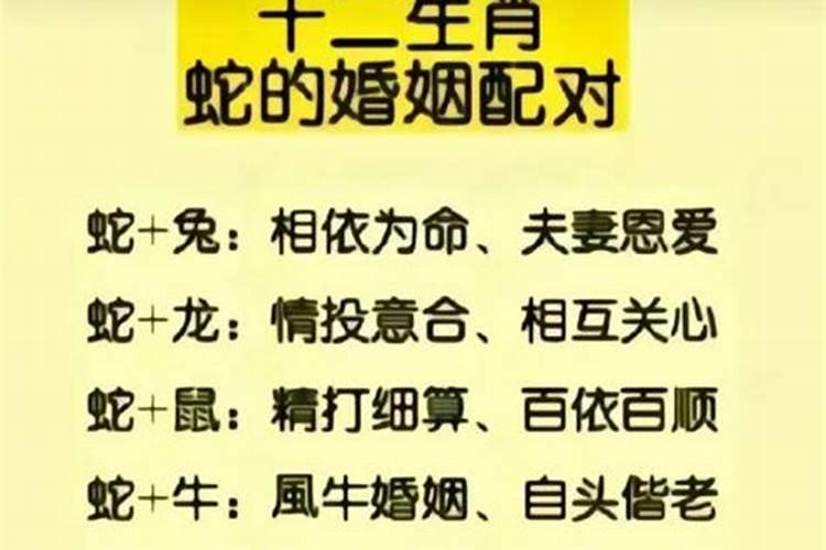鼠蛇和属鸡的合婚吗？