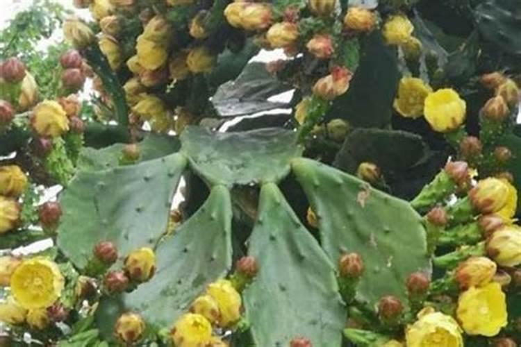 仙人掌化解小人的暗算