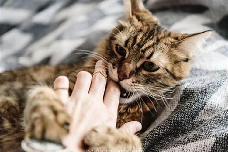 梦见猫咬手是什么意思？