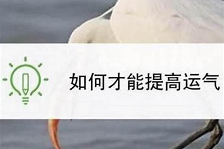 怎样才能提高运势？