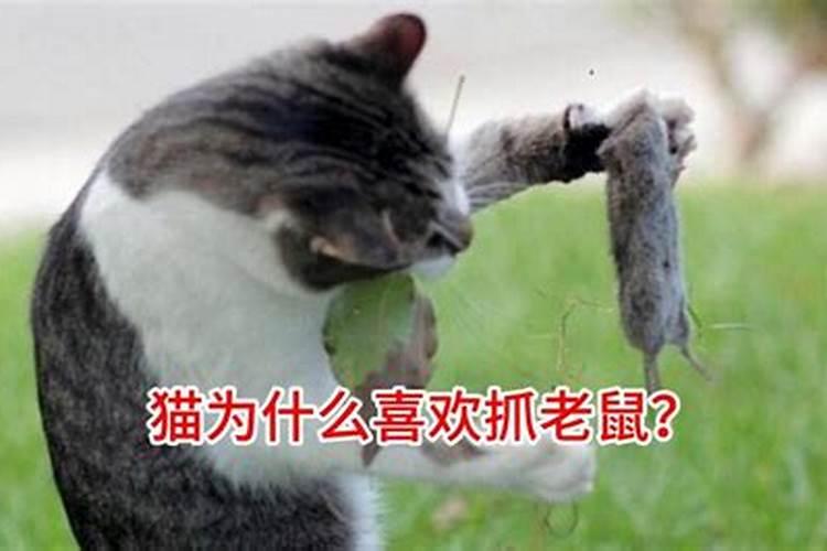 梦见猫抓老鼠什么征兆？