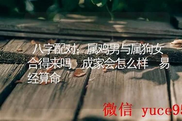 男狗女鸡八字合吗？