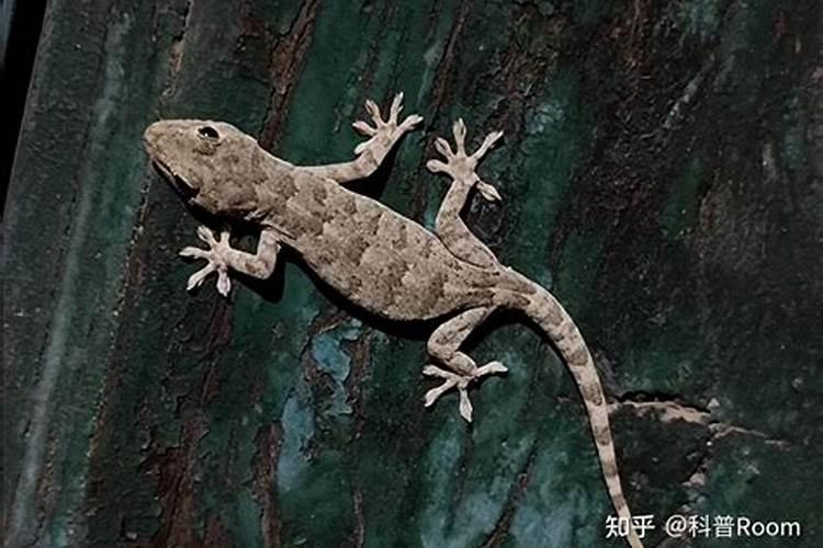 家有壁虎有什么征兆？