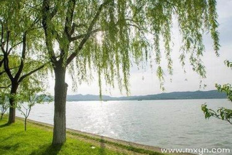 梦见柳树是什么意思？