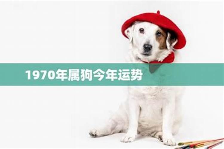 70的狗今年运势如何？