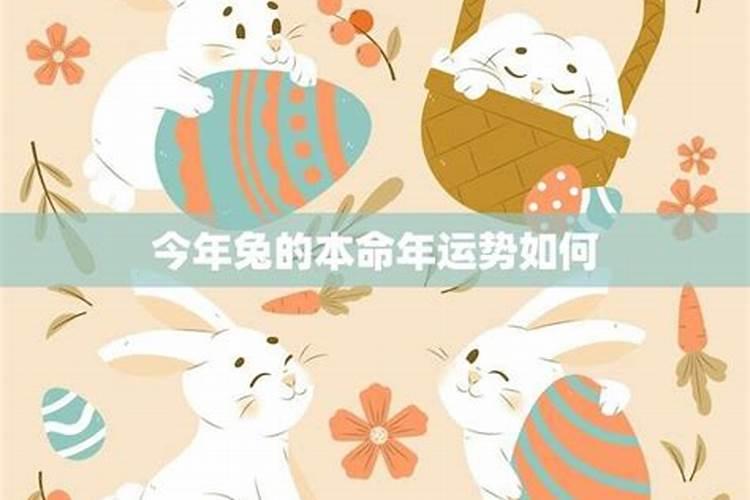 兔命年在今年运势