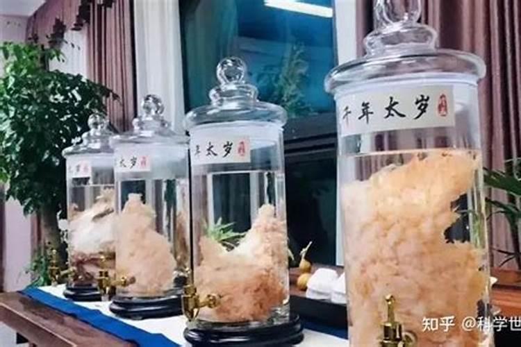 太岁是什么生物菌种？