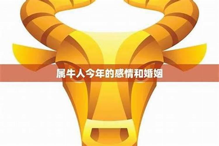 兔和牛今年的运势