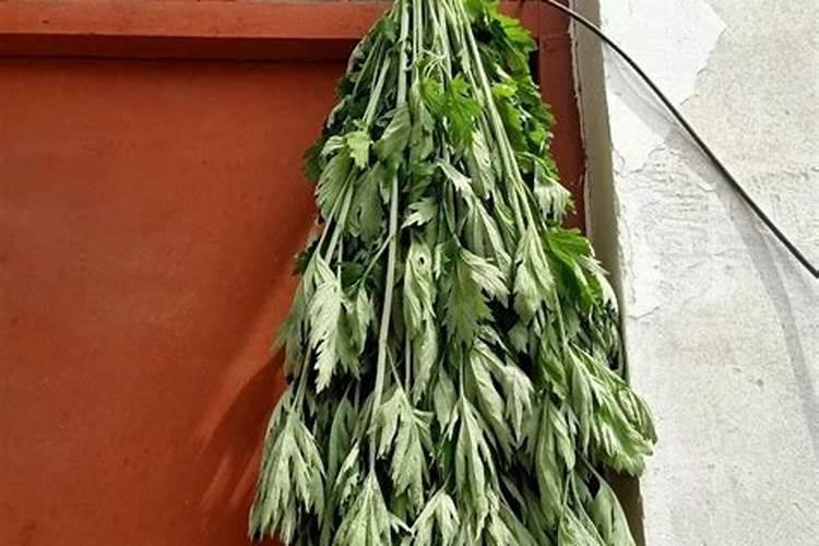 端午节插艾草插几根？