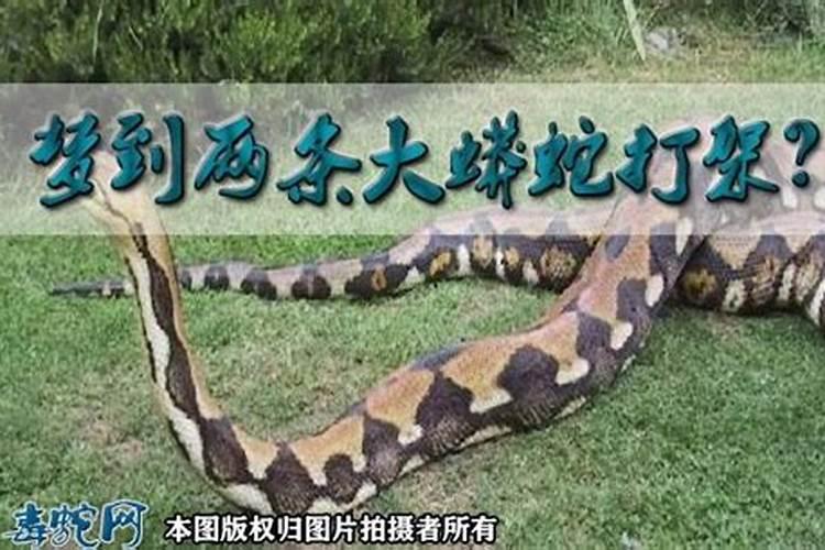 梦到蟒蛇吃狗预示着什么？