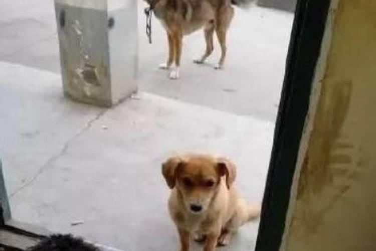 梦见别人给了一只小白狗狗