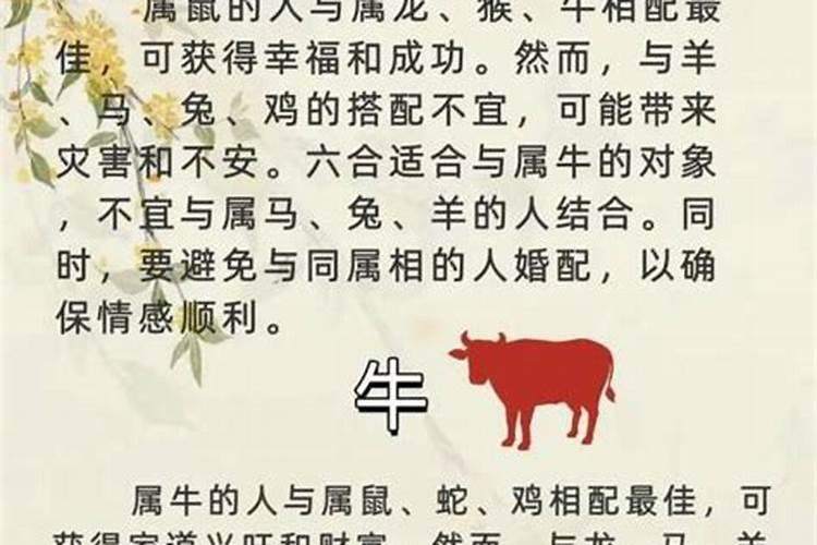 属牛和什么不合婚？