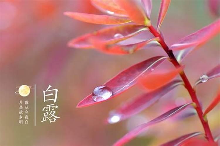 白露冬至霜降的习俗