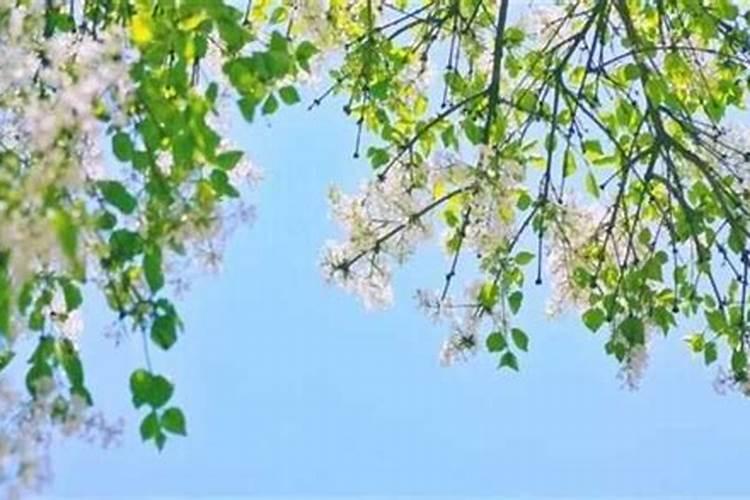 斩桃花的方法民间