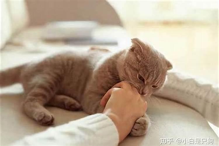 梦到被猫扑倒是什么意思？