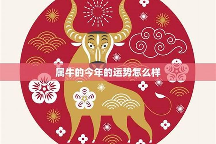 本命年有财运怎么样属牛？