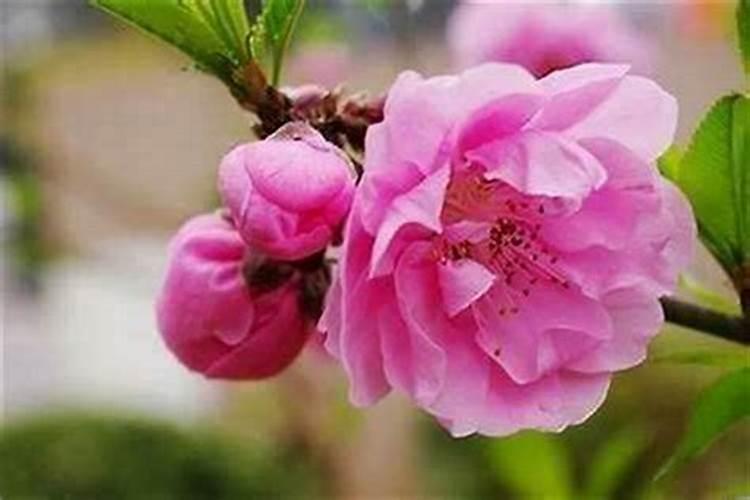 童子花心桃花很旺