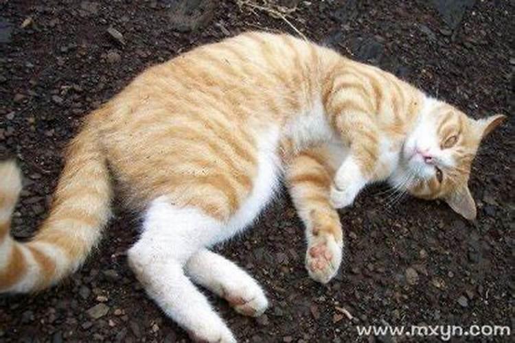 做梦梦见猫是什么意思？